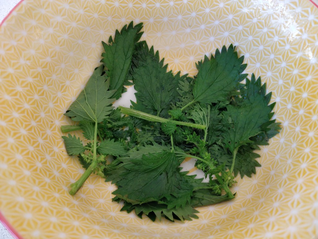 Blanched stinging nettles inactivates the stings Alpha Flickr