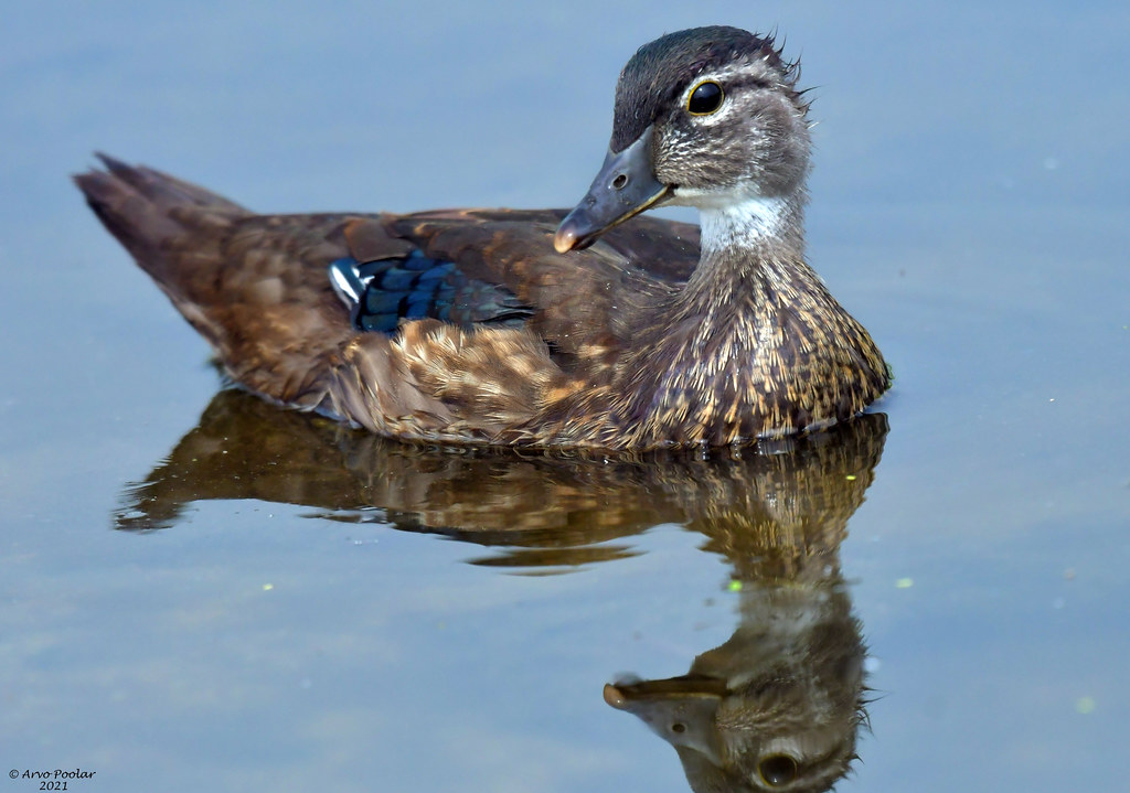 Wood Duck Baby Arvo Poolar Flickr