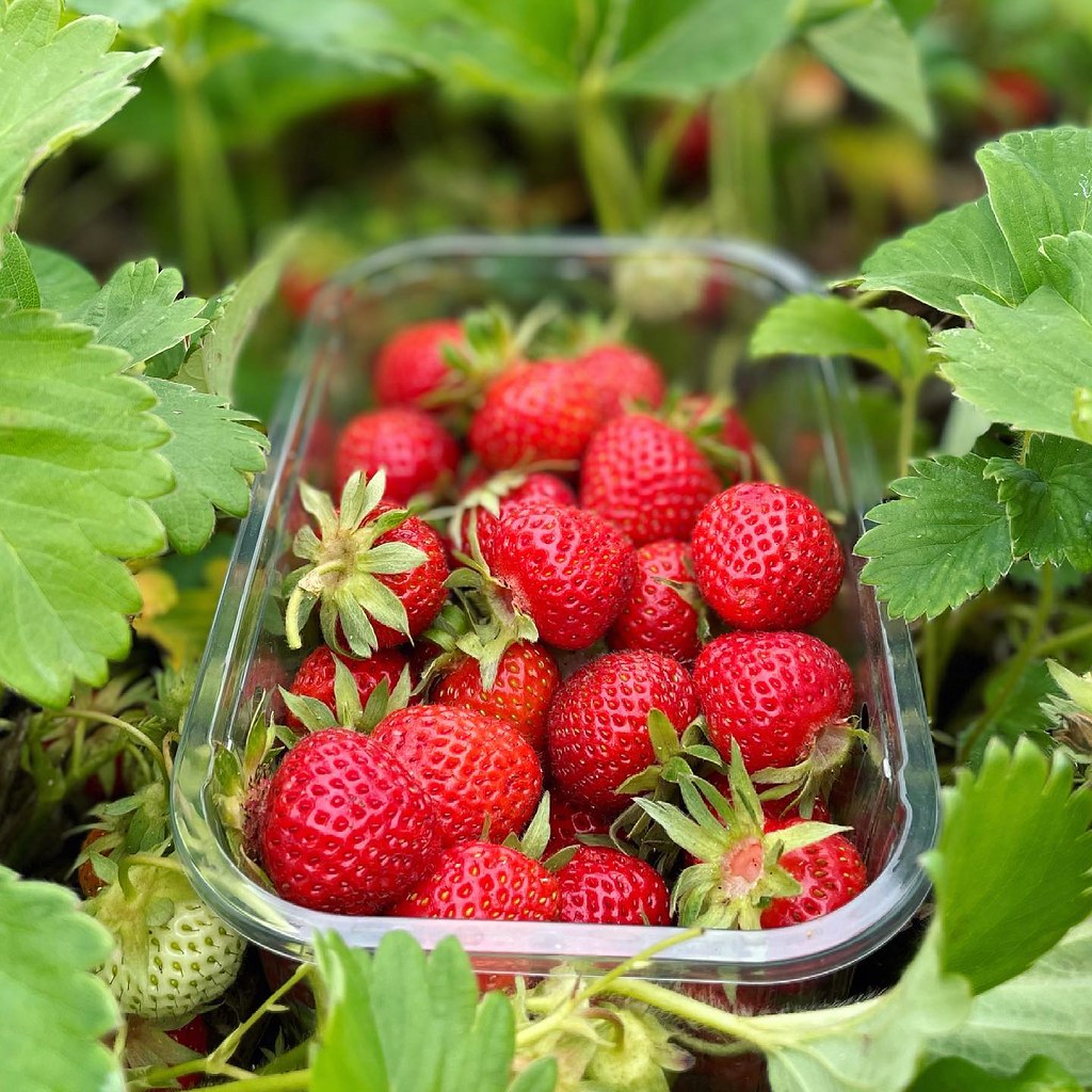 Strawberry Harvest Karen Jackson Flickr