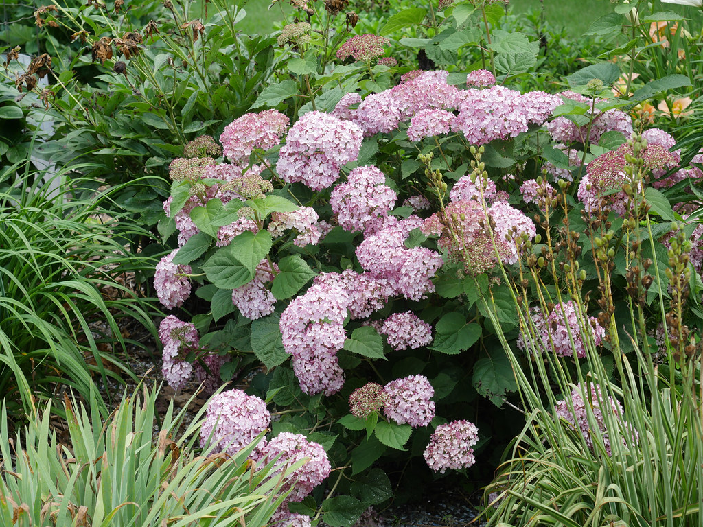 Hydrangea arborescens 'INCREDIBALL BLUSH' 7/2021 Smooth Flickr