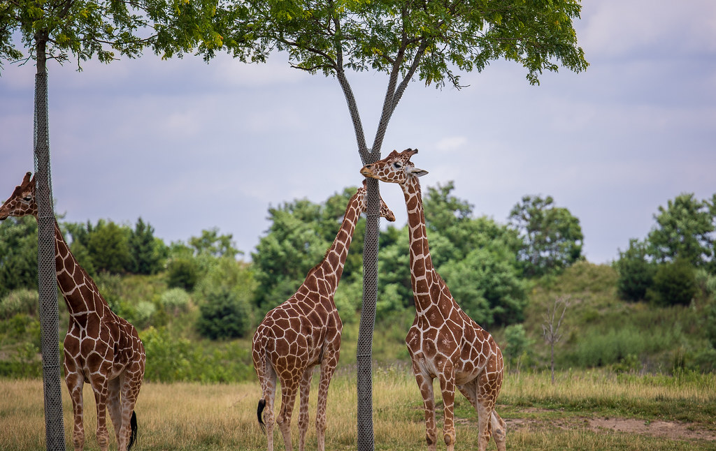 Columbus Zoo Photo taken at the Columbus Zoo in Columbus, … Logan