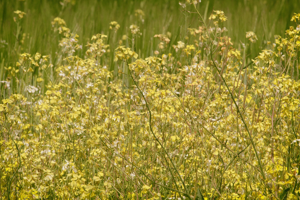 "Yellow is the colour of my true love's hair" Donovan Flickr