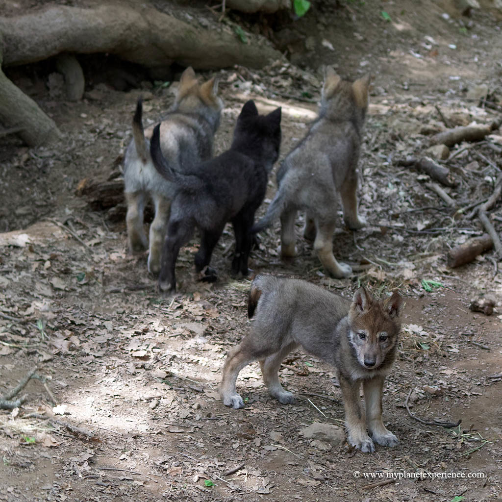 Gray Wolf Cubs Four wolf cubs, Espace Zoologique, Saint Ma… Flickr