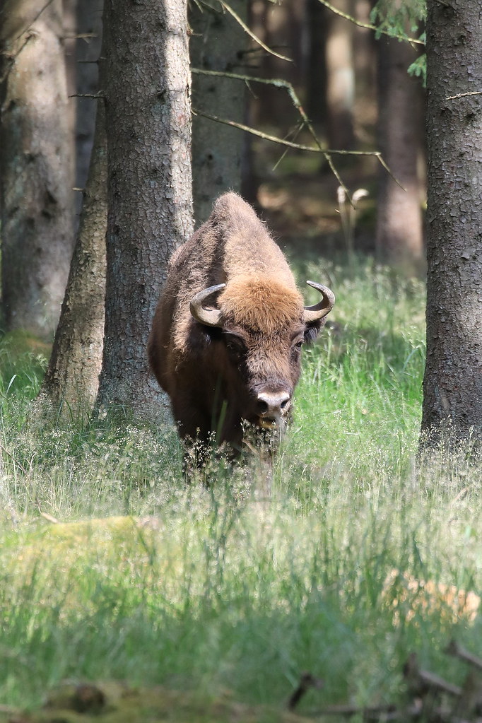 2021 Bison, Bornholm IMG_3886 Per Voetmann Flickr