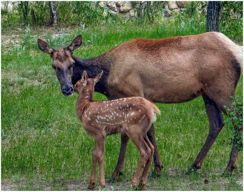 Elk Calf with Mother Backyard, Estes Park, Colorado Birds&More Flickr