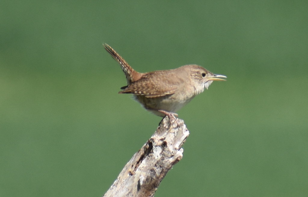 House Wren.19.1 David Fidler Flickr