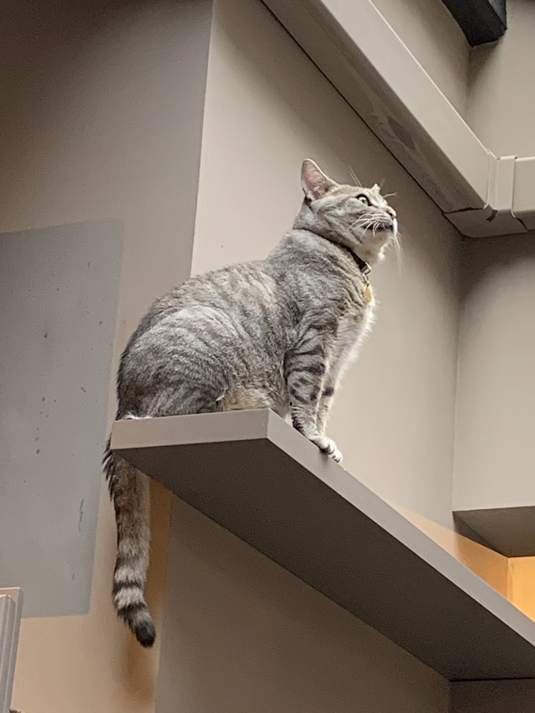 Java Whiskers Cat Cafe, London Ai Ai did not allow me to t… Flickr