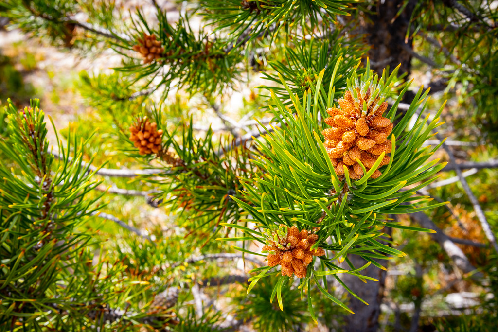 Young Lodgepole Pine staticantics Flickr