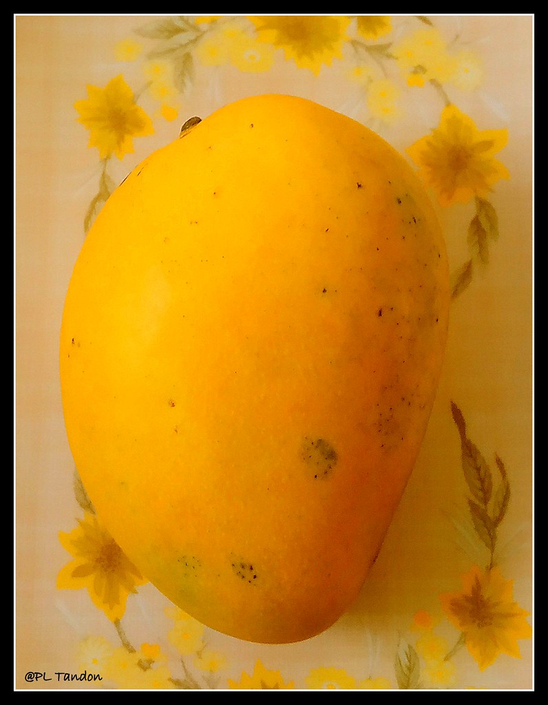 Mango Vr Banganpalli/ Benishan Indian mango Variety Bangan… Flickr