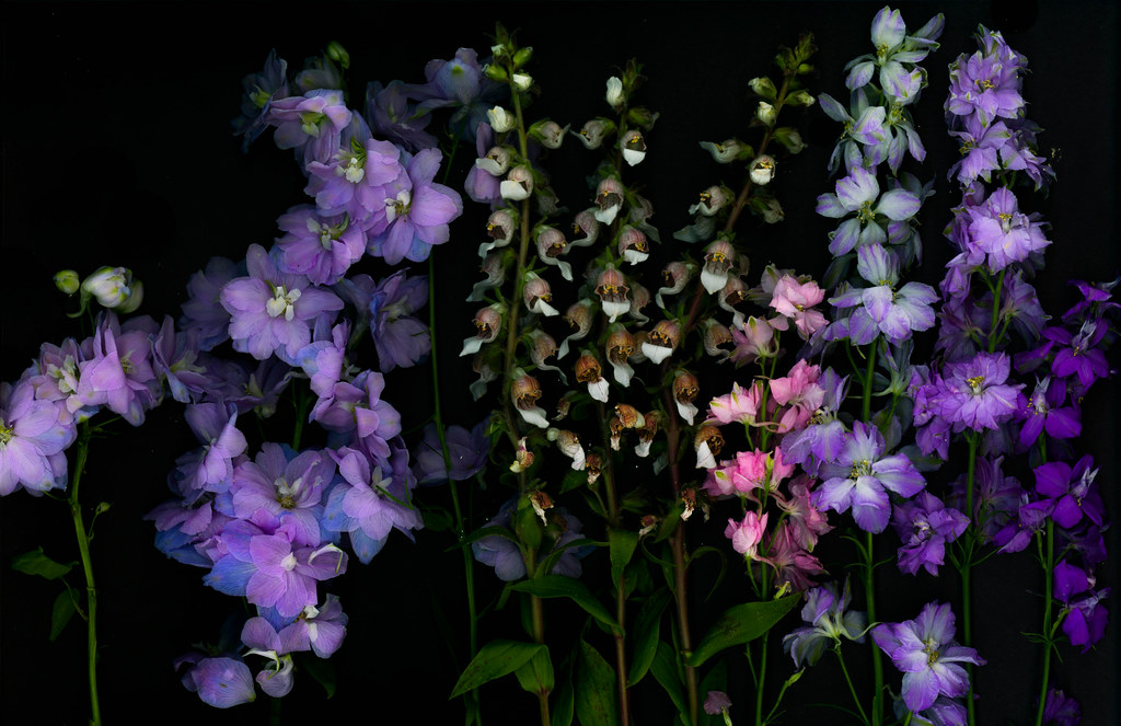 delphinium and foxglove scan Samantha Forsberg Flickr