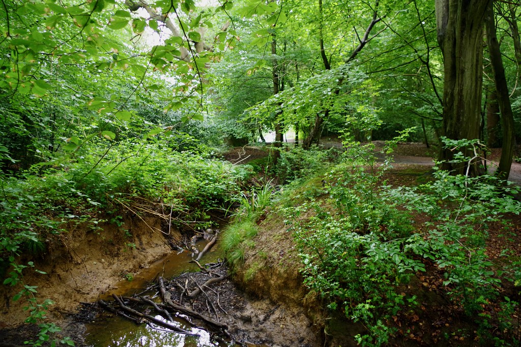 Epping Forest IMGP4320 Epping Forest is a 2,400hectare (5… Flickr