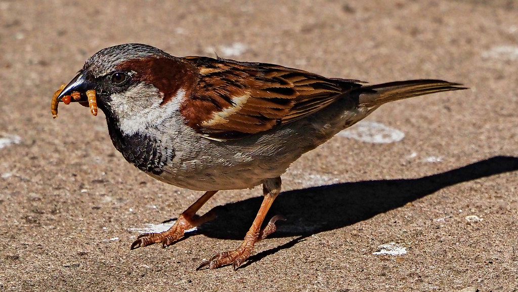 Male House Sparrow with Mealworms Olwyn McEwen Flickr