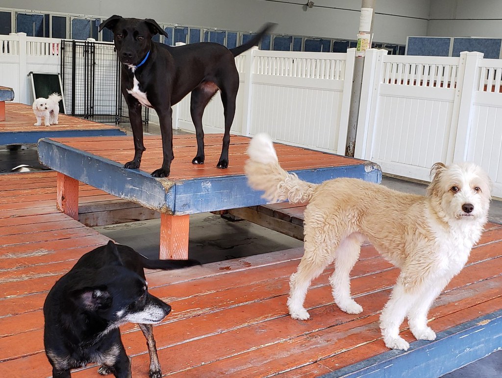 thumbnail_20210704_173357 Dr. Boyd's Irvine Flickr