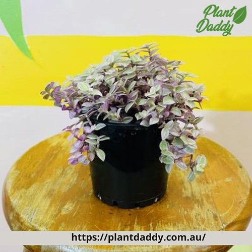 Indoor Plant Sydney Born and bred in Newtown, Sydney, we'r… Flickr