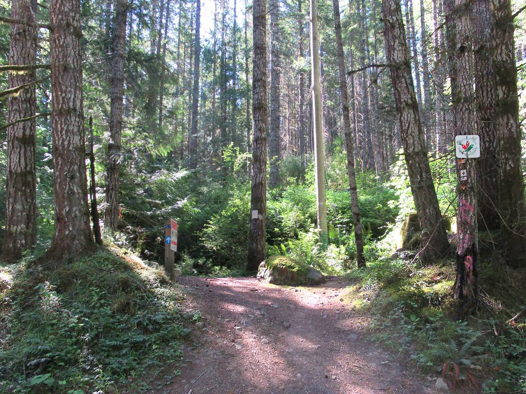 White Pine Trail The White Pine Trail, a section of the Tr… Flickr