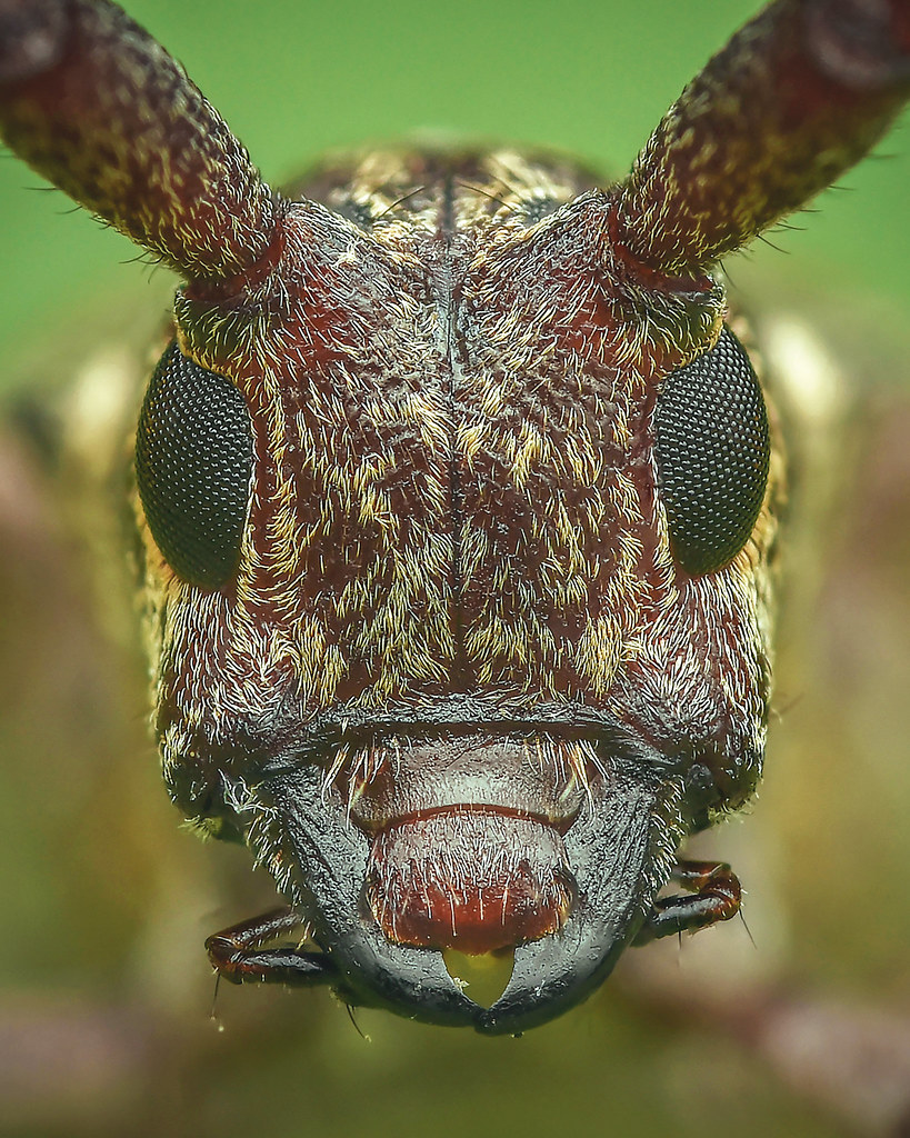 Caroline pine sawyer (Monochamus carolinensis) 10 shot han… Flickr