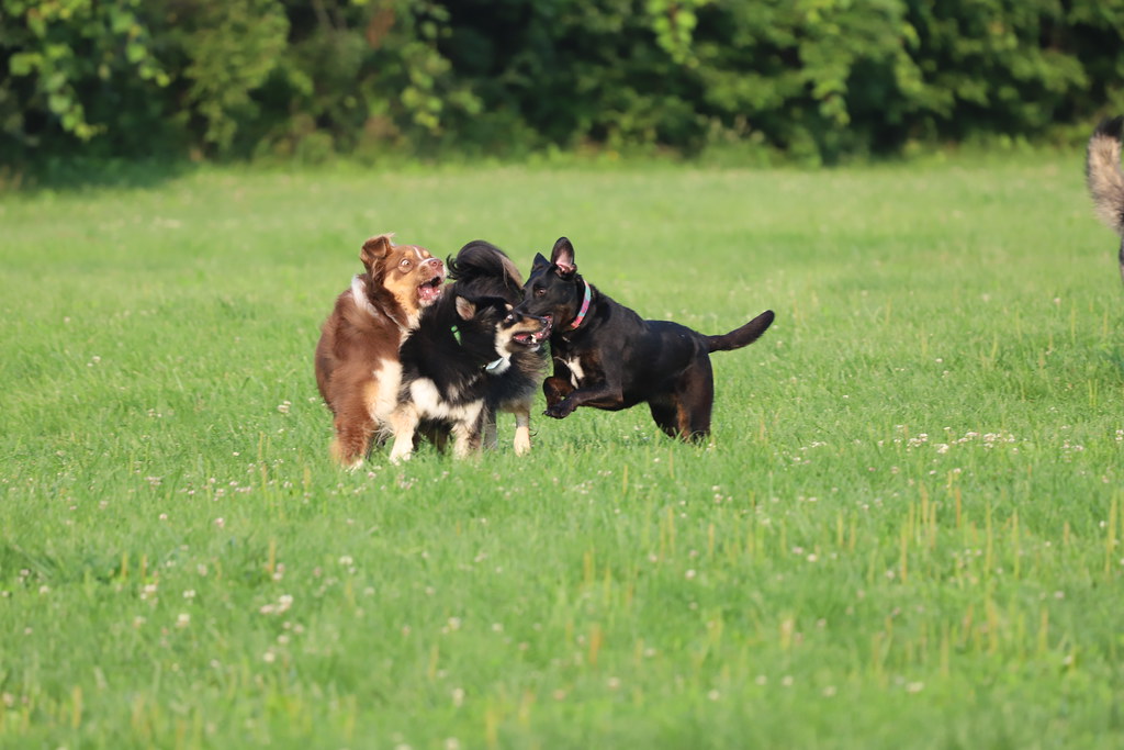 Visit with Runyon to Swift Run Dog Park (Ann Arbor, Michig… Flickr