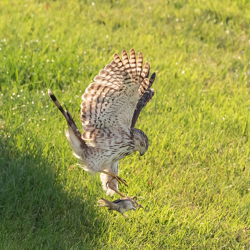 Cooper's Hawk hunting song birds in the backyard Lynn Gregg Flickr