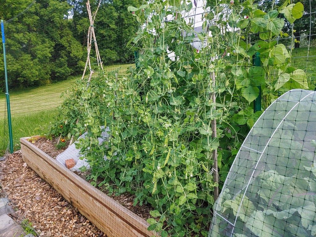 Cascadia Bush Sugar Snap Peas (from High Mowing Seeds) and… Flickr