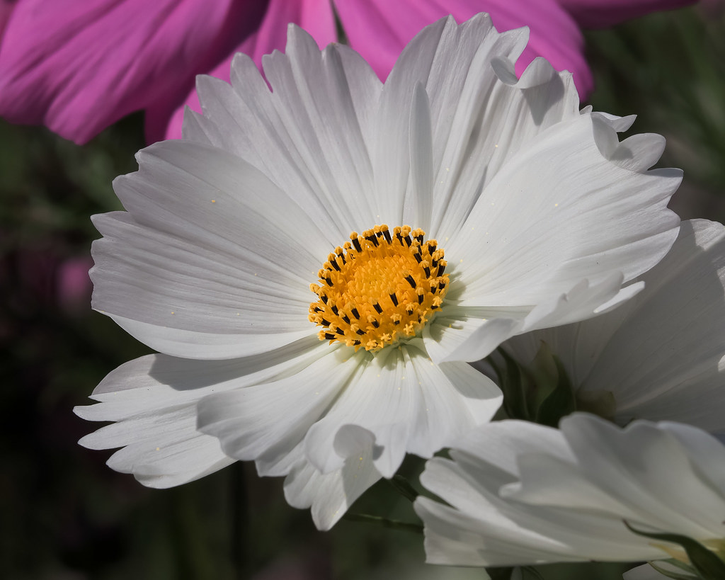 White Cosmos! One simple white cosmos among thousands seen… Flickr