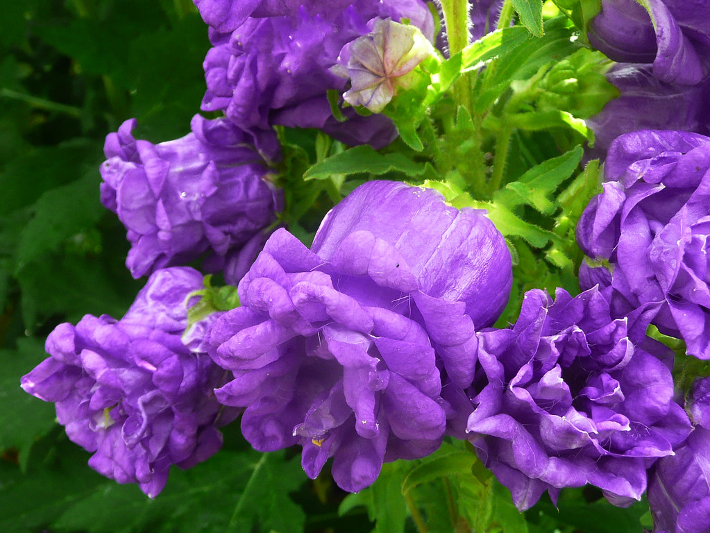 Purple Canterbury Bells Number 51 for 100 Flowers 2021 Fro… Flickr