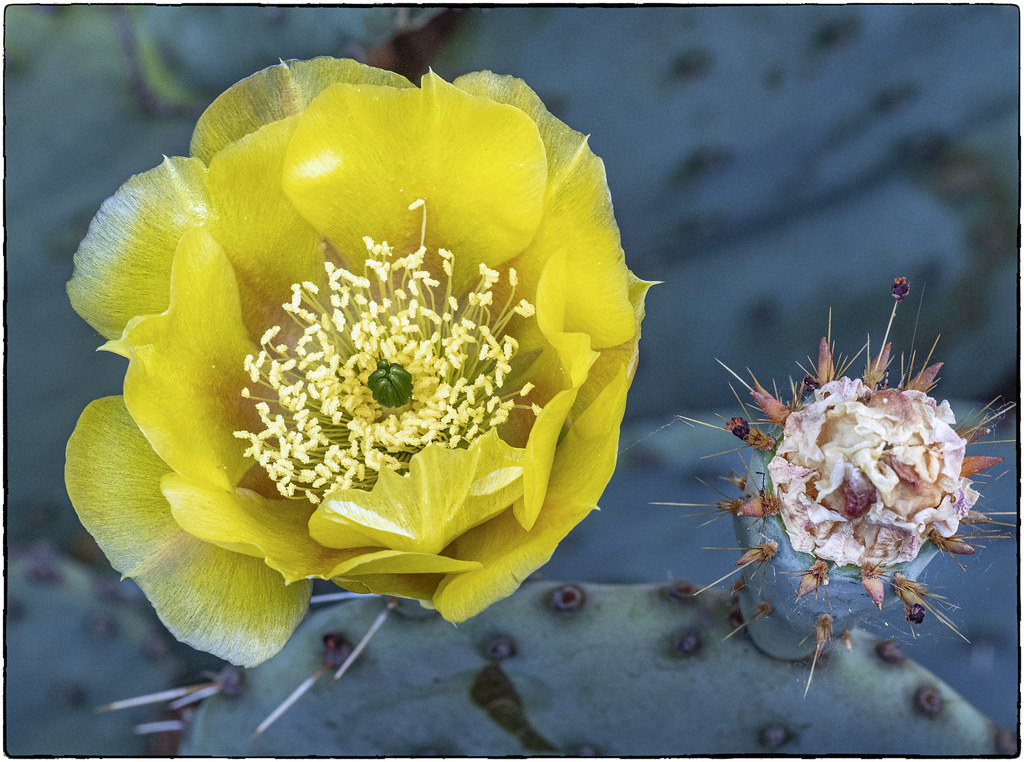 Prickly Pear Flower Eugene, Oregon Olympus PenF Olympus 6… John