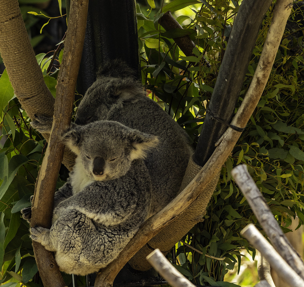 Koalas Where Do They Get The Energy ? I photographed the… Flickr