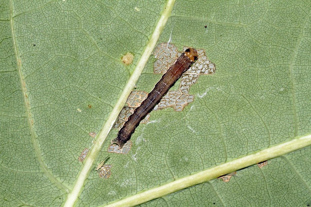 Norman's Quaker Barb Sendelbach Flickr