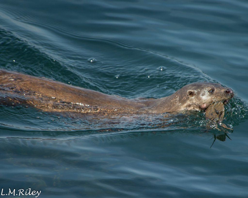 Dinner time Local Otter near Oban. SML Riley Flickr