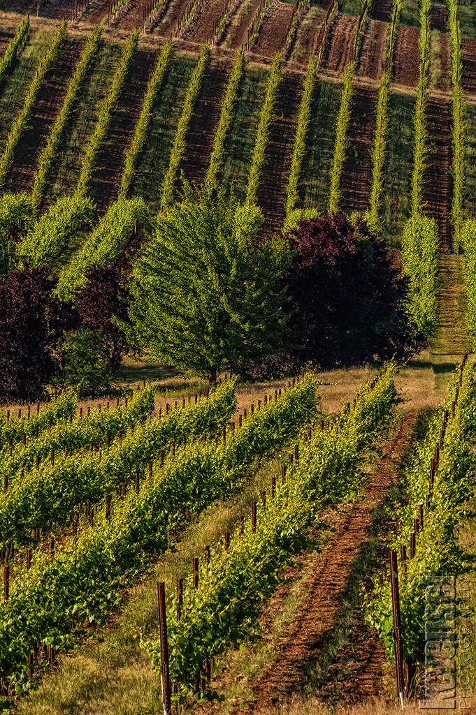 King Estate Winery Eugene, Oregon kcvensel Flickr