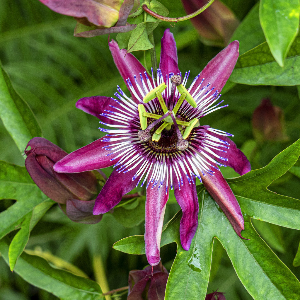 Passion flower Flowers too appear in abundance owlyphotography Flickr
