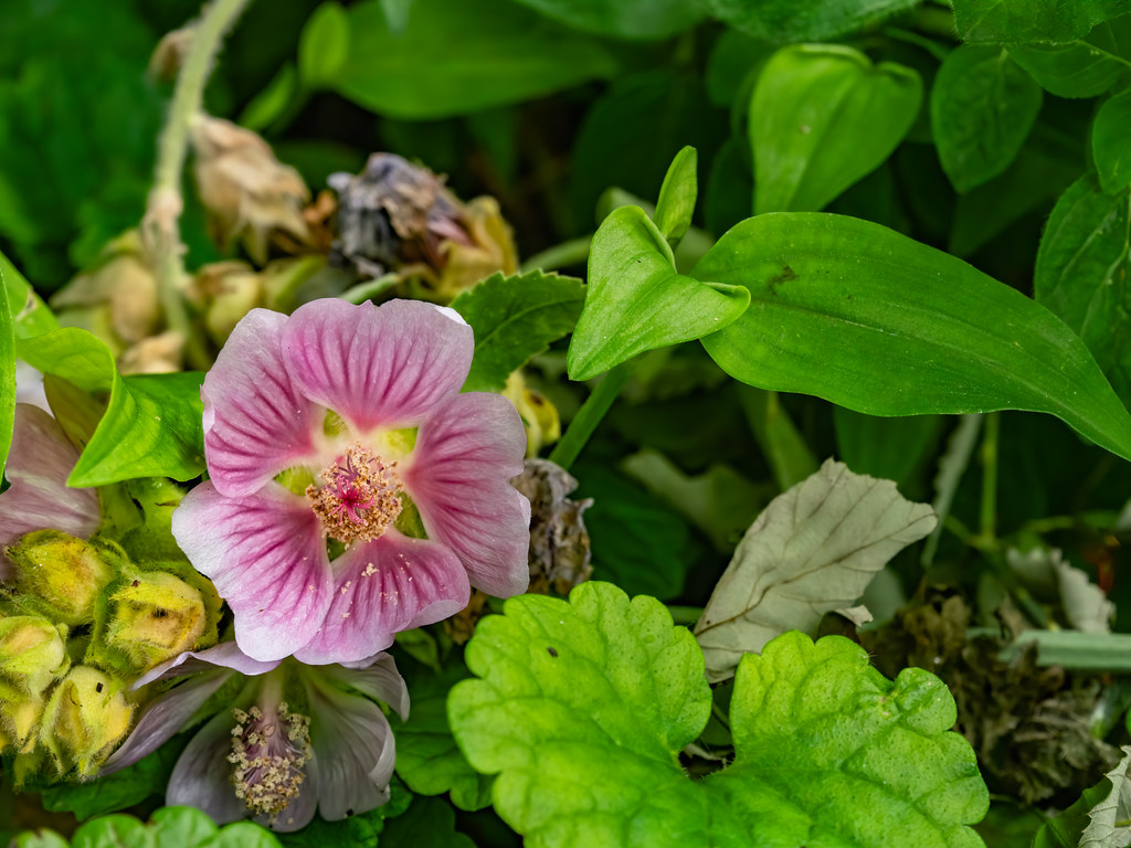 Dans les buissons du Bois de Vincennes... JeanMarc REMY Flickr