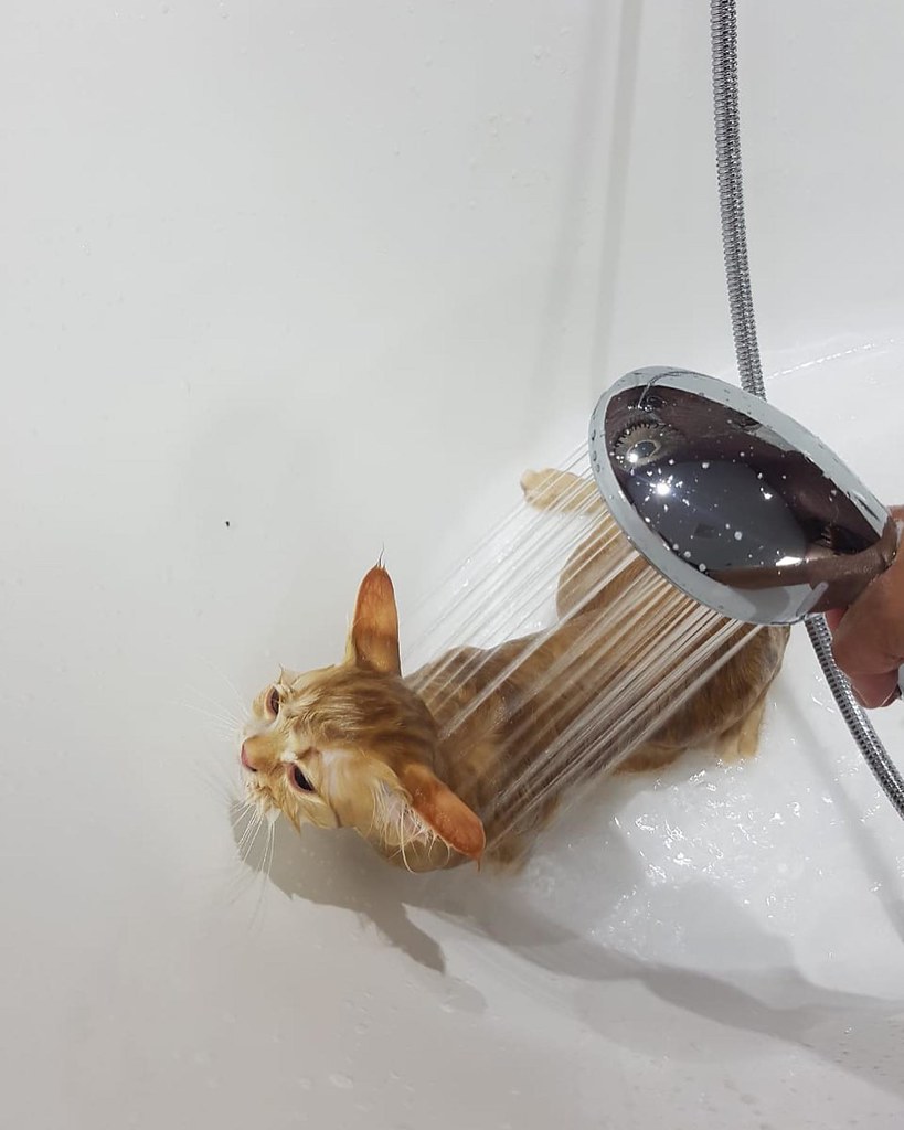 Cat Food, Cat Accessories and Products With Pet Boutique, … Flickr