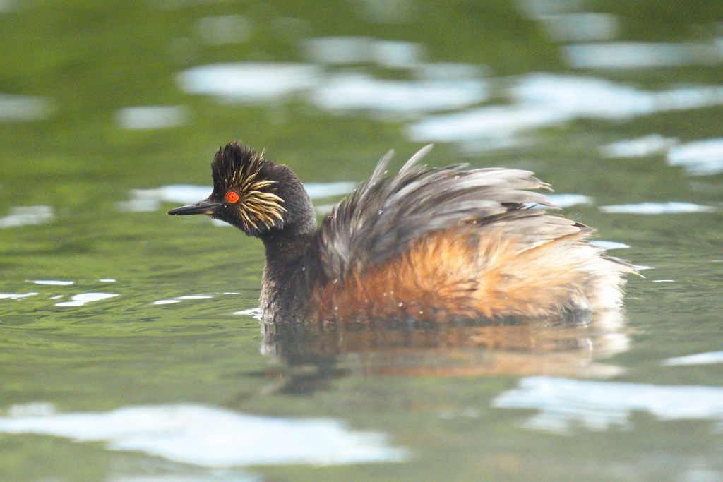 Eared Grebe Long Pond, Lempster, NH 07/10/21 Ken Faucher Flickr