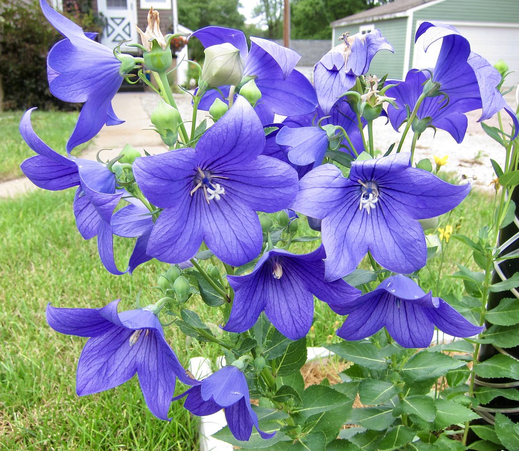 Balloon flowers (Platycodon grandiflorus), Wayne a photo on Flickriver