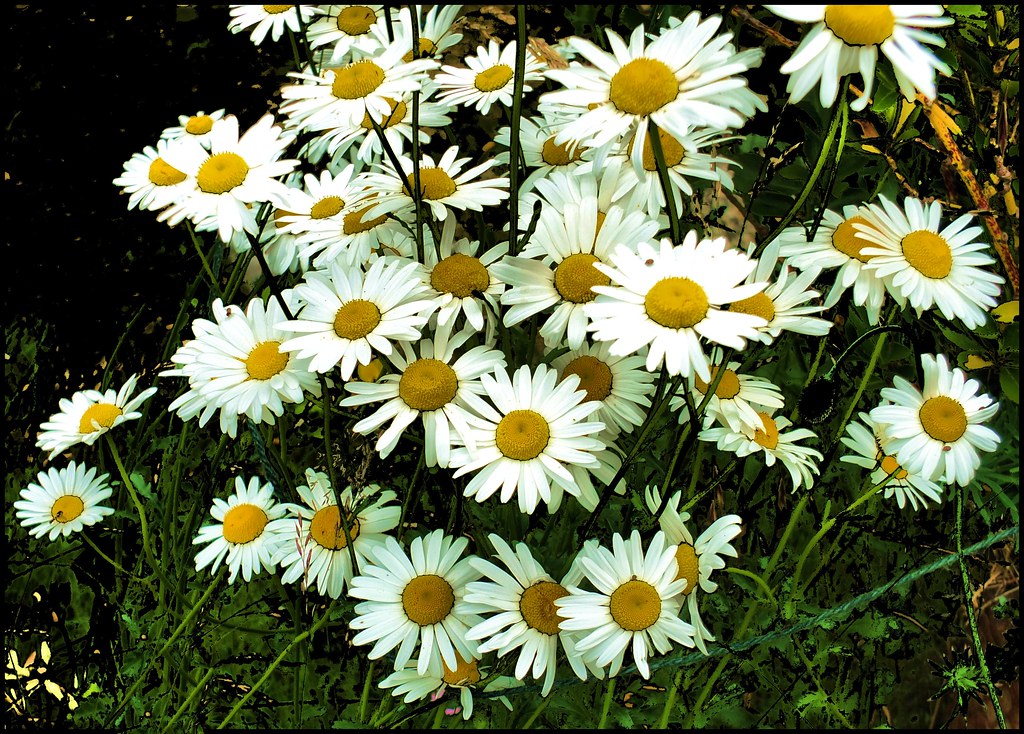 Dog daisies Dog daisies tina negus Flickr