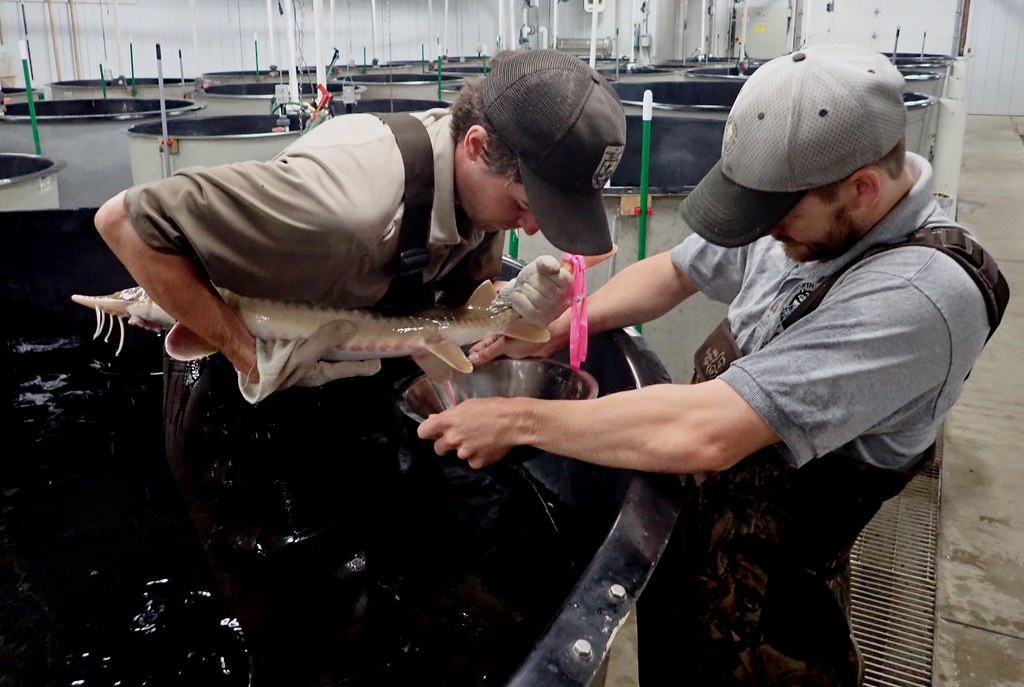 Spawning Shovelnose Sturgeon North Dakota Game and Fish he… Flickr