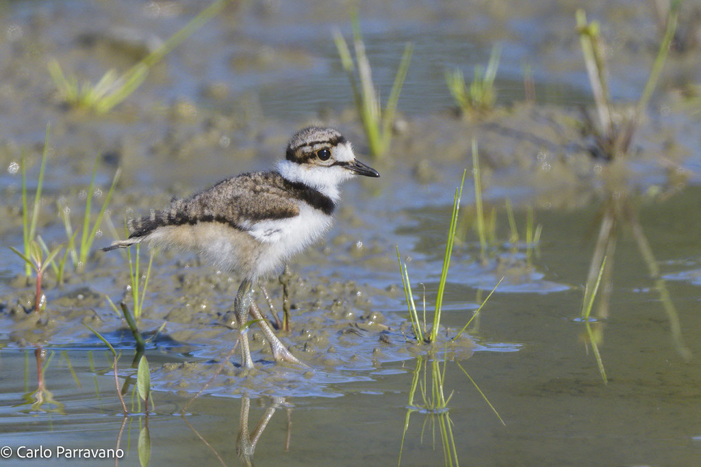 Killdeer chick Redmond, WA 20210712_CP69130 Carlo Parravano Flickr