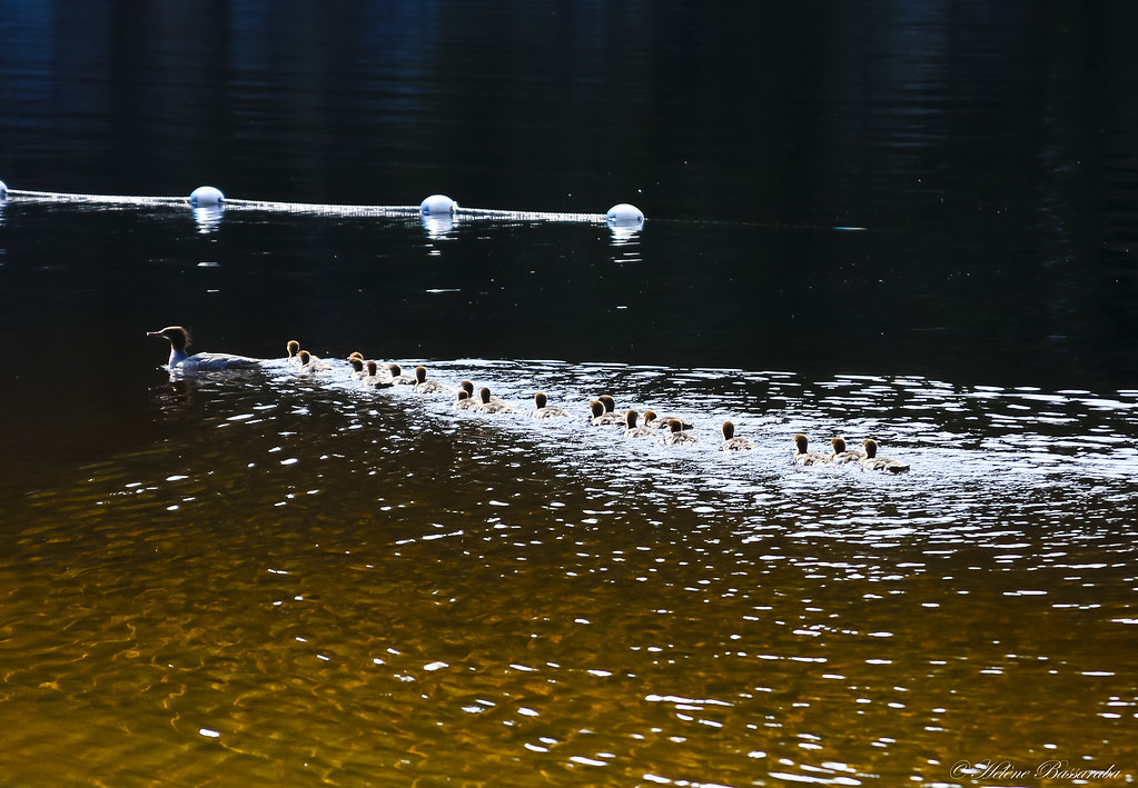 IMG_47961 Lac Edouard Parc National de la Mauricie Québec… Flickr