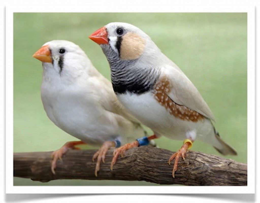 Pet Finches For Sale Vancouver Finch Farm Pet Finches Fo… Flickr