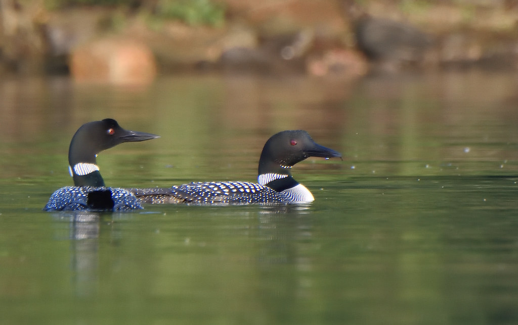 Common Loons A pair of distant loons in the early morning … Flickr
