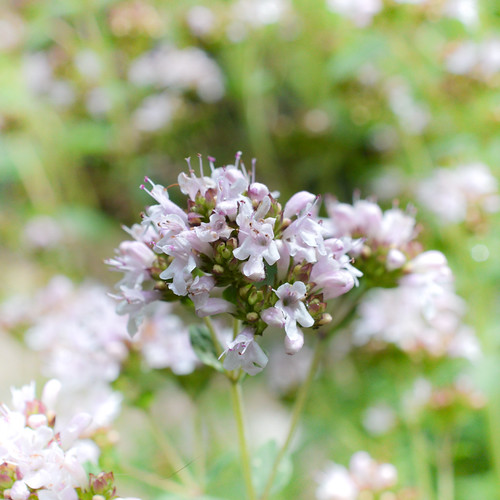 Sweet Marjoram It looks sweet, smells lovely and tastes go… Flickr