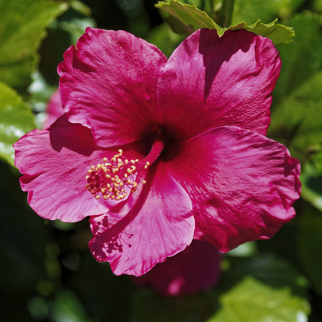 Countrywood Flower As seen in the afternoon in the Country… Flickr