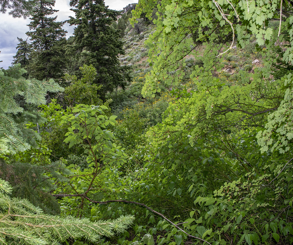 Early summer (late June) Lower Rock Creek Canyon. Portneuf… Flickr