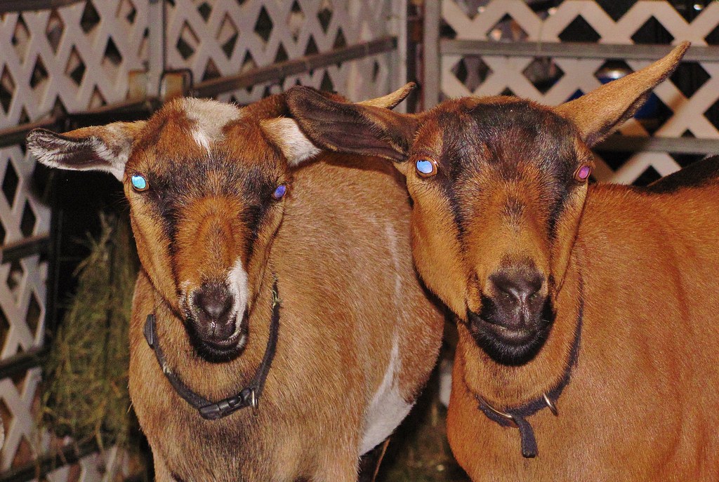 Shiawassee County Fair Flickr