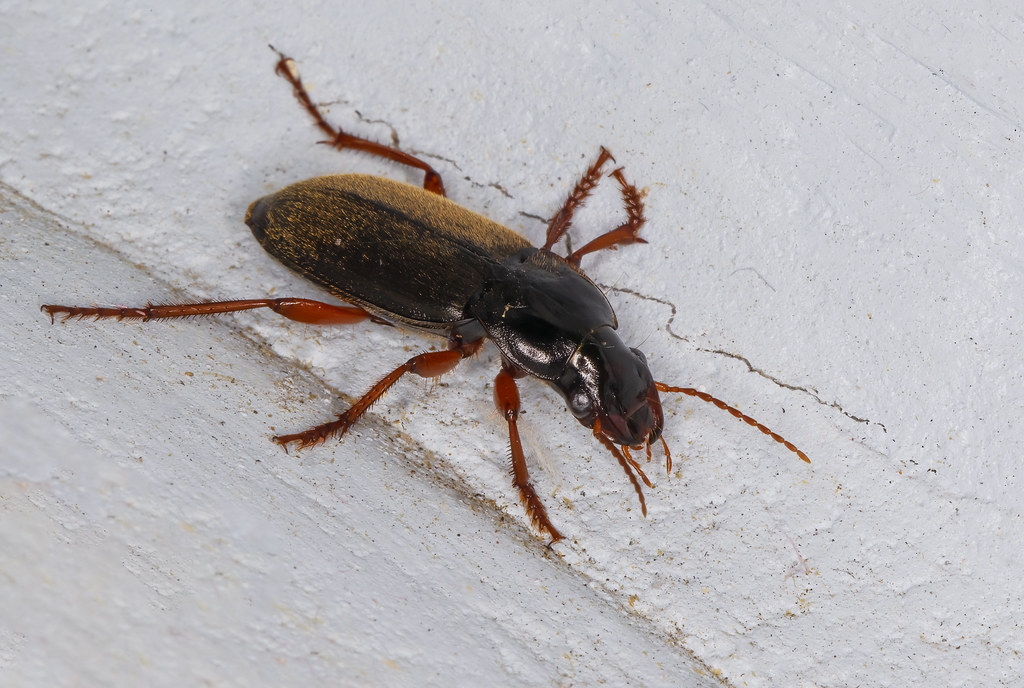 Strawberry Seed Beetle (Harpalus rufipes) Flickr