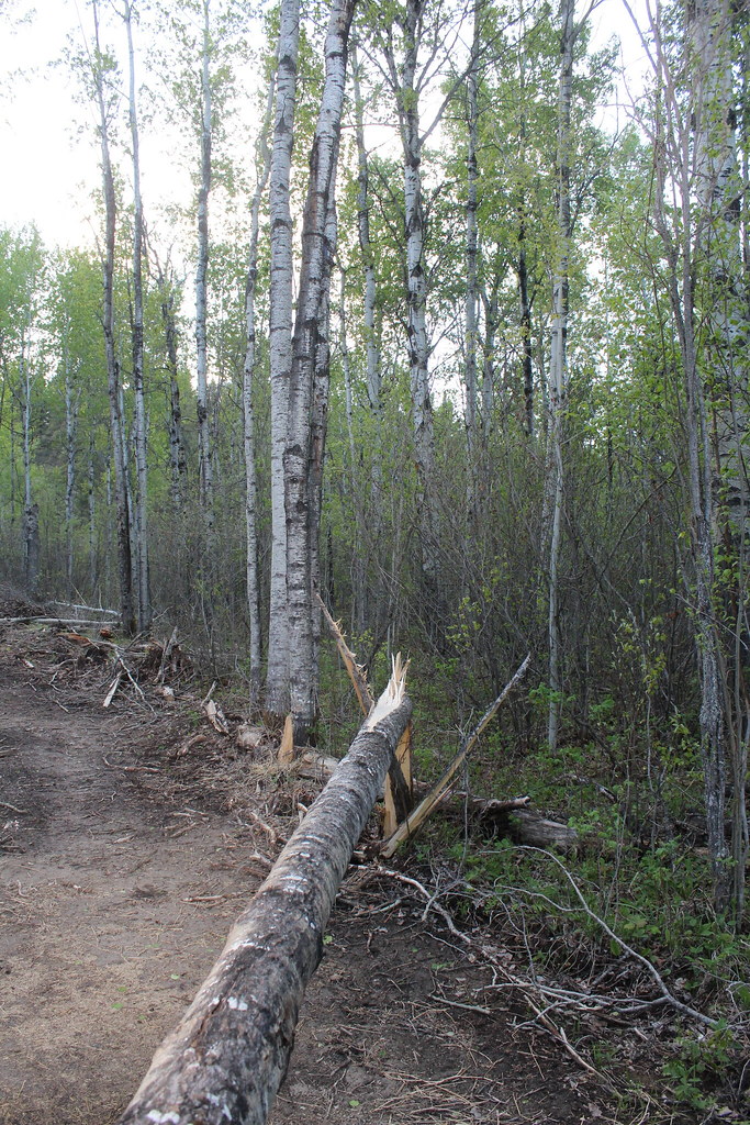 Alberta's Forestry Alberta's Forestry is a vital industry … Flickr