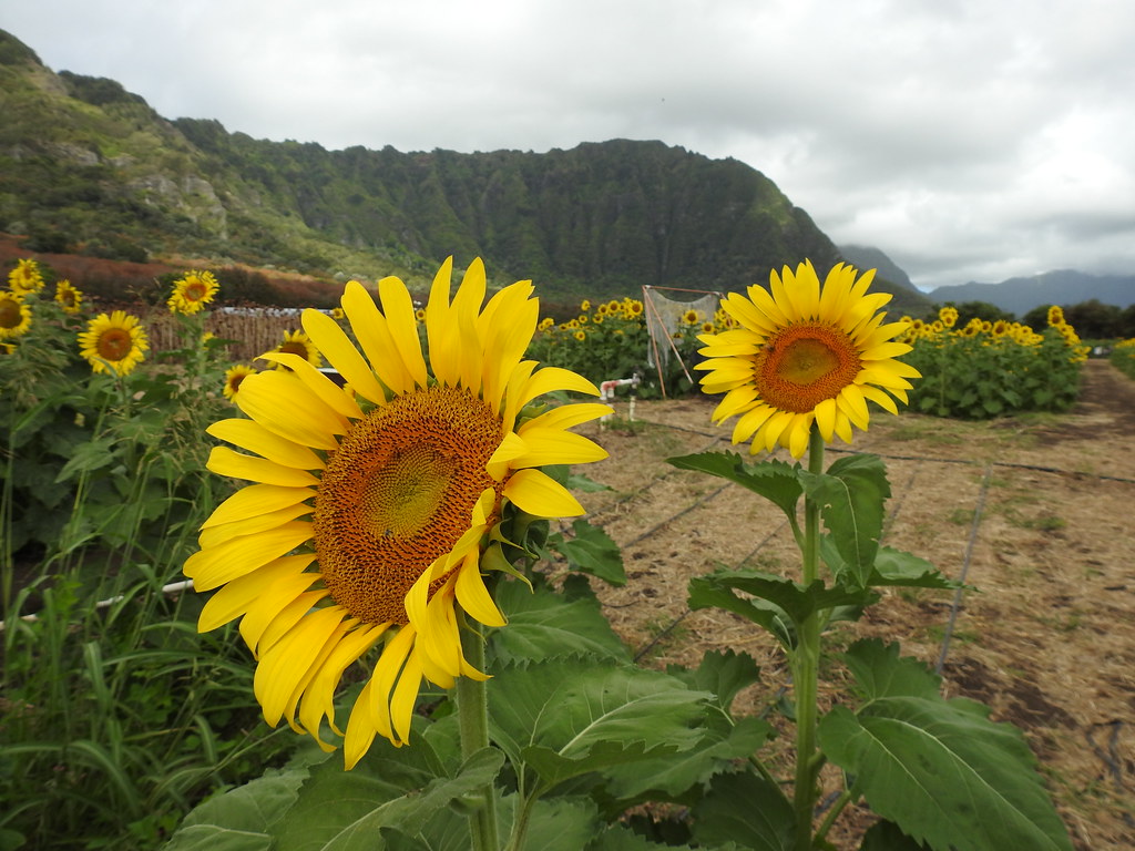 Two sunflowers Two sunflowers, Waimanalo Country Farms, Oa… Flickr