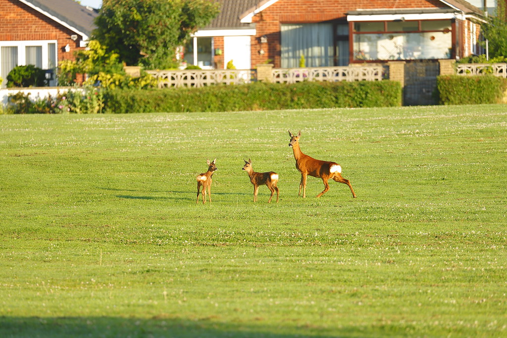 Temple Newsam 2021 Flickr