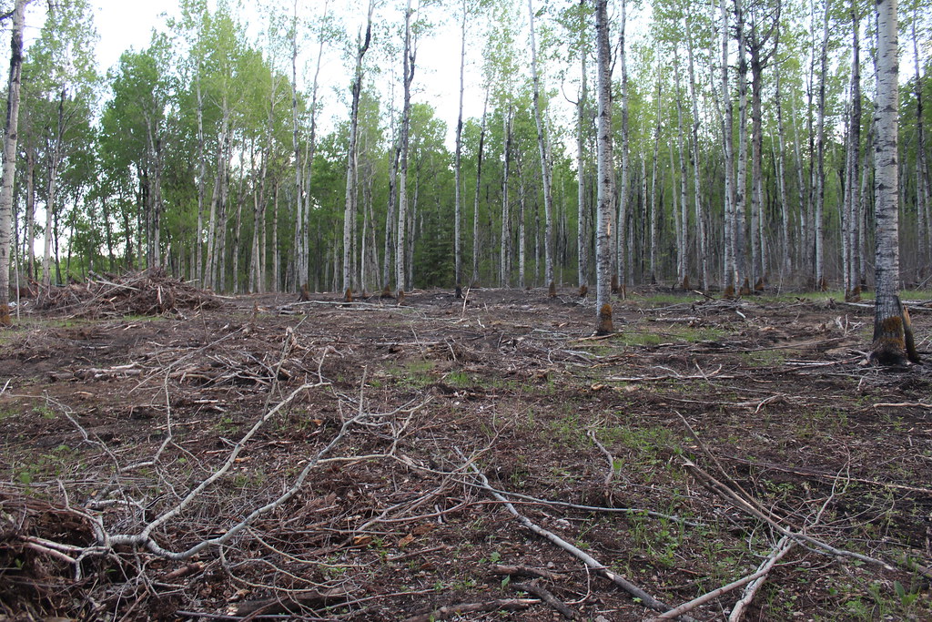 Alberta's Forestry Alberta's Forestry is a vital industry … Flickr
